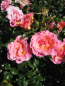 Preview: Rosa Limeszauber